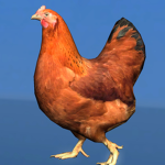 CHICKEN KIDS FAM