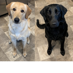 THE DOGGO TEAMM