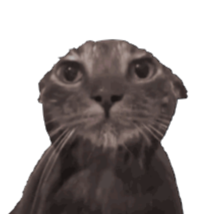 wet cat crew icon Roblox decal