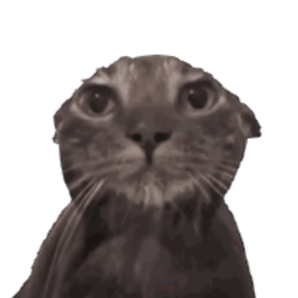 Wet cat portrait