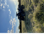 ole blue