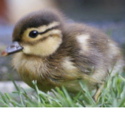 Dolly Ducklings's home