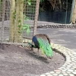 Dodo the bird