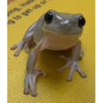 (Frog army)