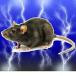 -Rat's clothes-