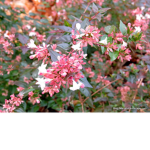 Glossy Flower
