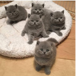 cat and koalas
