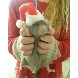 ✿