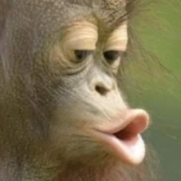 Monkey Hangout [O] icon