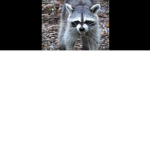 Animals people <3