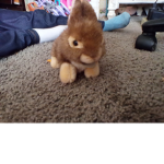 Bunny :) :):):)):)