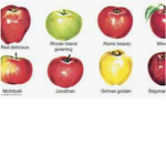 applee