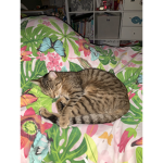 Kitty and Kitten fan group!