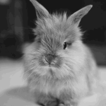 bunyi!