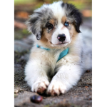 Puppiesarehere