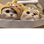 MEOW OR MEOW MEOW!