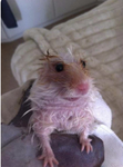 Rats like bacon