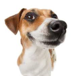 Pipionkakionpipikakiland