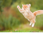 Kitty army fans