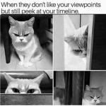 Kitty cats the best