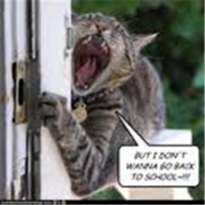 Funny Cat Roblox decal