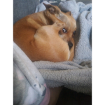 Chihuahua Cult!