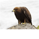 Eagle Military Kingdom