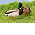 DUCKSTERS<3