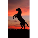 Horse_moo1 Group