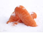 Frosty Carrot