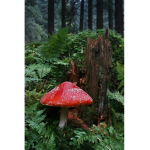 Mushroom goth
