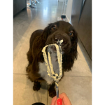 Group for dog Fan