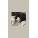 Cats are superior to dogs.