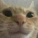 Cat Cat Gang