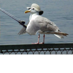 UBER-SEAGULLS!
