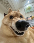 » Frens! «