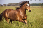 Team Brown horse