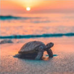 Join if you like turtles 0_0