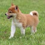 The 2nd doge king club