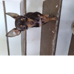 Strangekid4us dog group