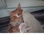 Cats are better than dogs dogs are just terrible d