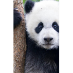 pandas cheerleader