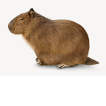 Capybara Government
