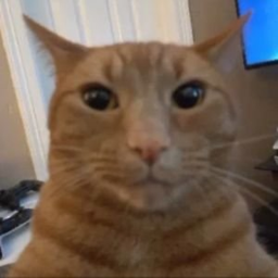 cats laser tag games