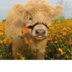 Cow fans forever :D