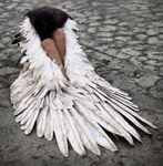 an angel cried Group Thumbnail