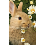 Bunnnnnnnnnnnnnnnnnnnn