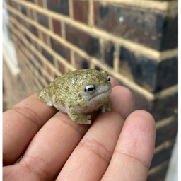 Goofy Frog Obby Ah :]