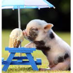 Perfect Piggy’s