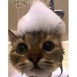 give me bobux pretty please